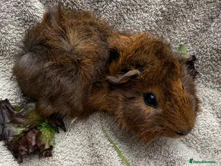Guinea Pig rodents Boar Guinea Pigs Available Now! - Advert 1