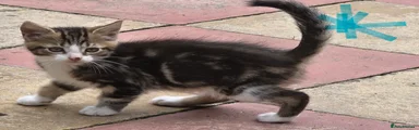 Mixed Breed Kitten 1