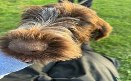 German Wirehaired Pointer dogs for sale: Gorgeous GWP bitch Puppy  - Image 11