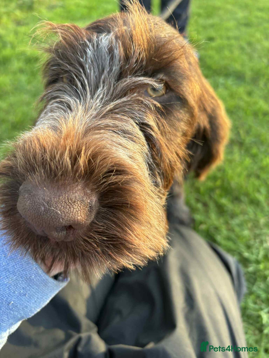 German Wirehaired Pointer dogs for sale: Gorgeous GWP bitch Puppy  - Image 11