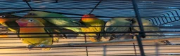 Lovebirds birds for sale: Lovebirds 🩷 | Babies & Breeding Pairs for Sale - Advert 15