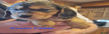 Chocolate Sable Boy (Green collar)