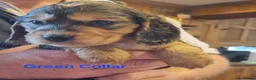 Cocker Spaniel dogs for sale: Gorgeous Sable Cocker Spaniels  - Advert 17