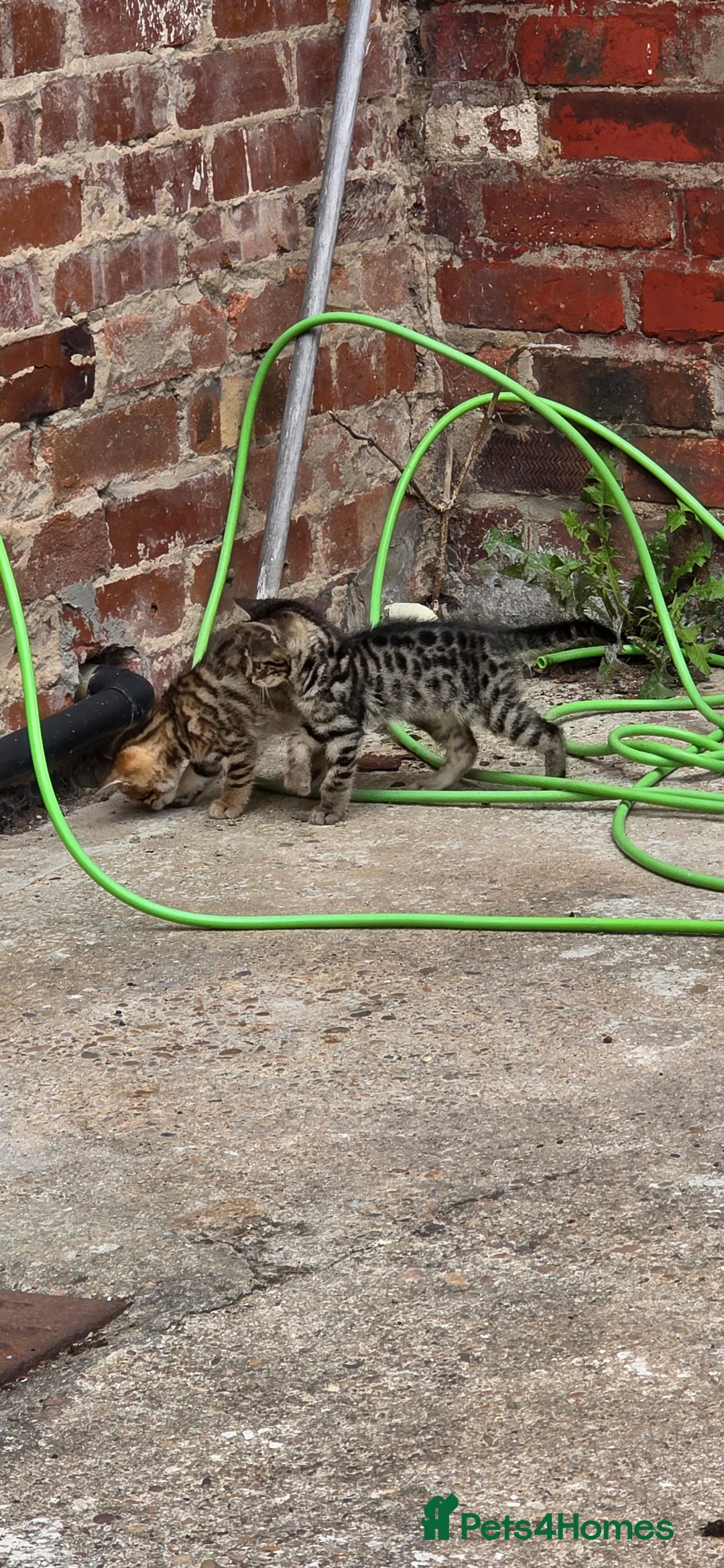 Mixed Breed cats for sale: Tabby x Bengal Kittens 🐾 - Image 5
