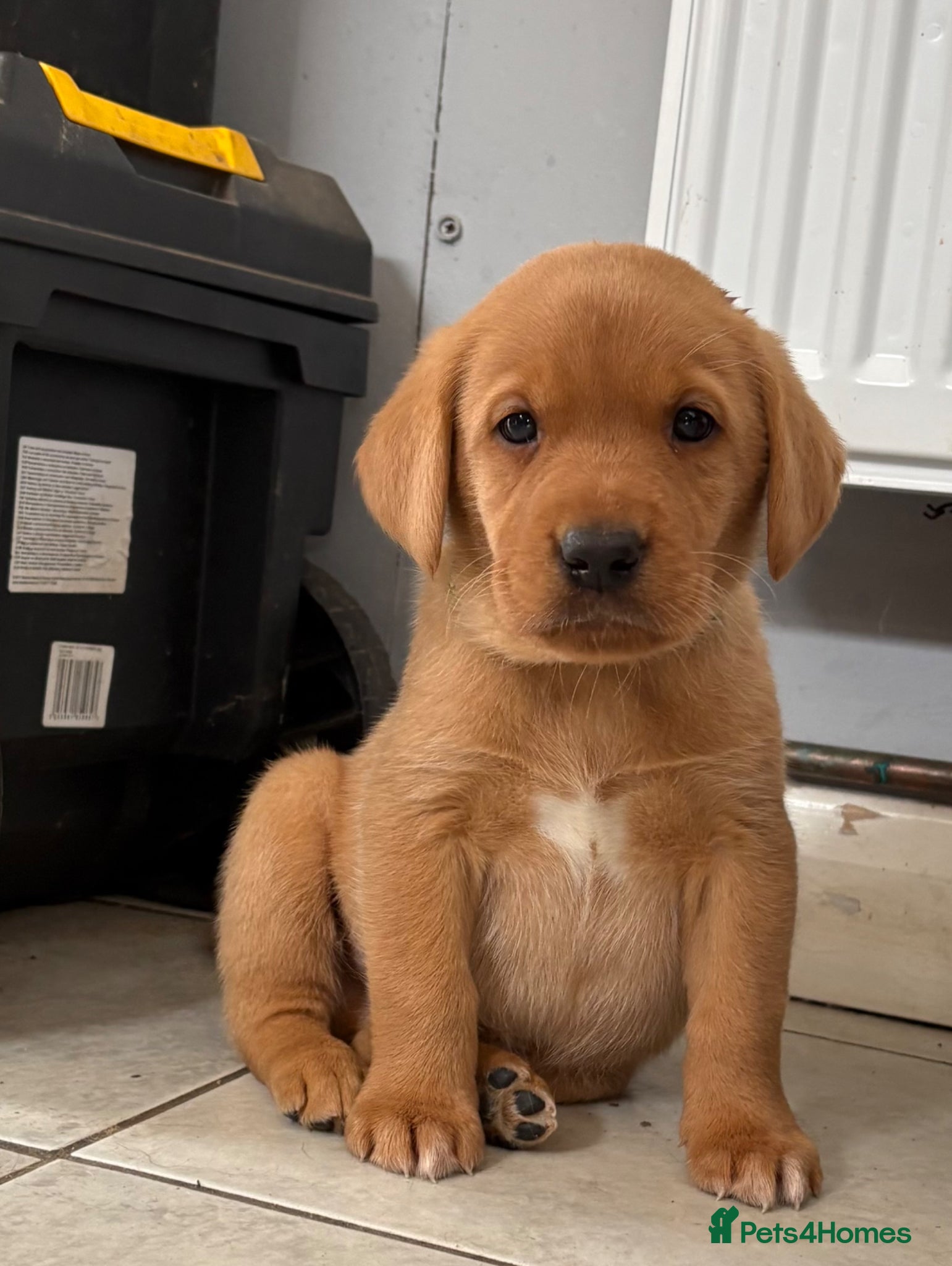 Labrador Retriever dogs Last Chunky Labrador Puppy Available  - Advert 2