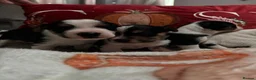 Mixed Breed dogs for sale: Gorgeous little Parson x Jack Russell babies  - Advert 12