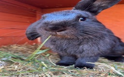 Dutch rabbits for sale: Gorgeous dutch/lop bunny - Image 1