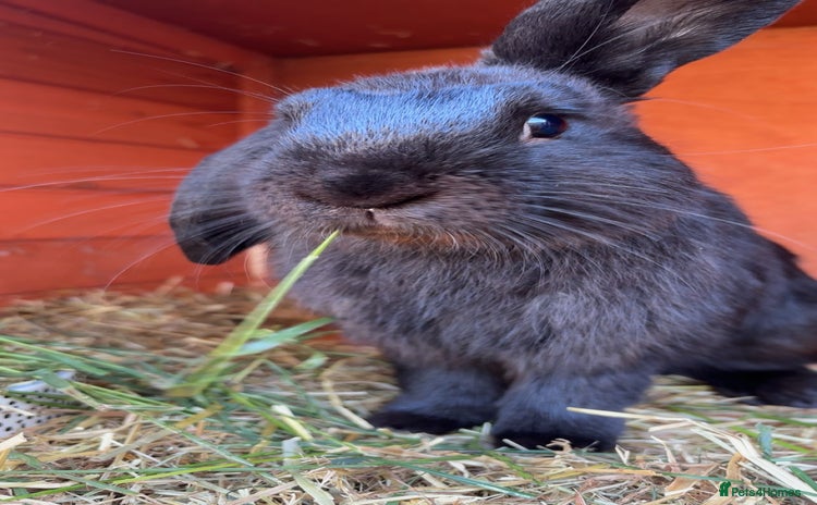 Dutch rabbits - Advert 2