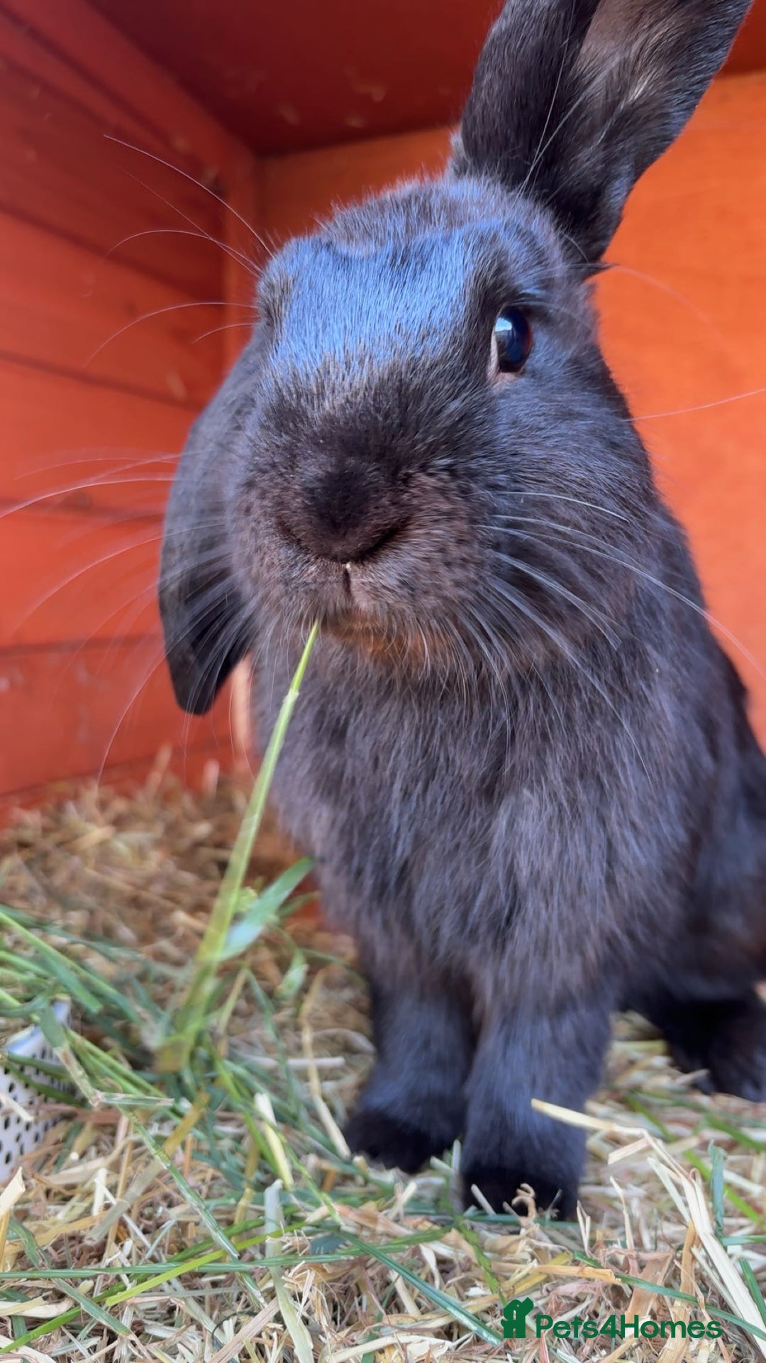 Dutch rabbits for sale: Gorgeous dutch/lop bunny - Image 1