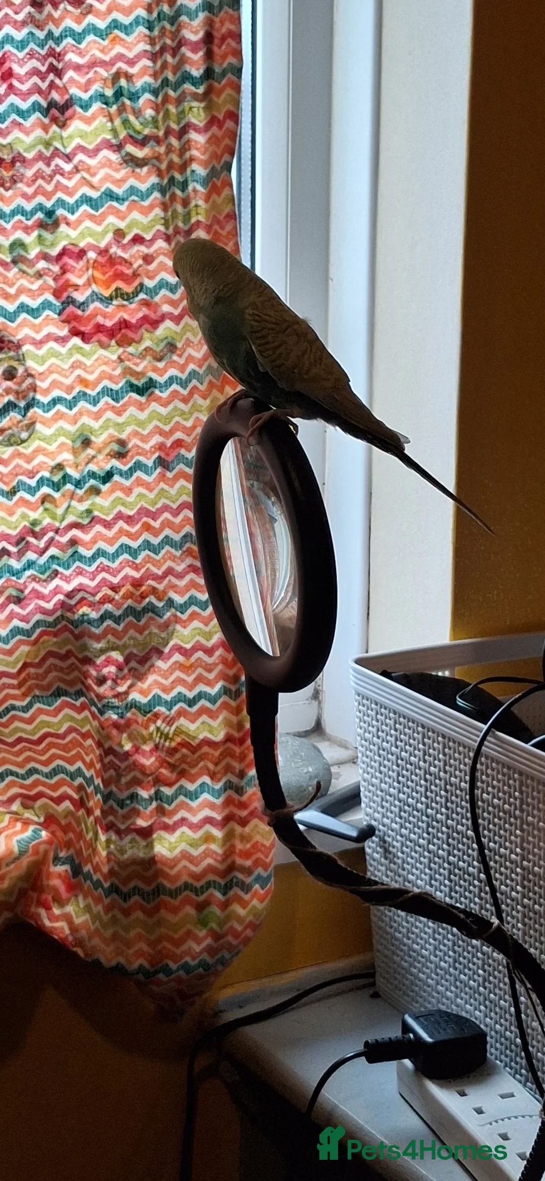 Budgerigars birds for sale: Budgie for sale  - Advert 4