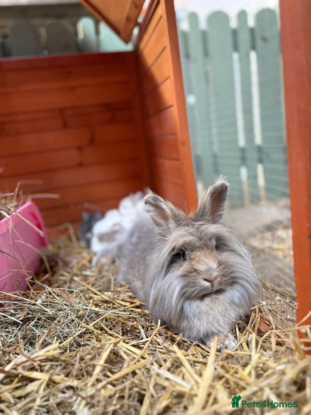 Mixed Breed rabbits for sale: Teddy rabbits for sale  - Advert 2
