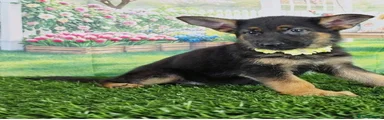 German Shepherd 1
