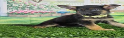 German Shepherd dogs for sale: Noble  Fearless Hearts Beautiful German Shepherd in London - Advert 3