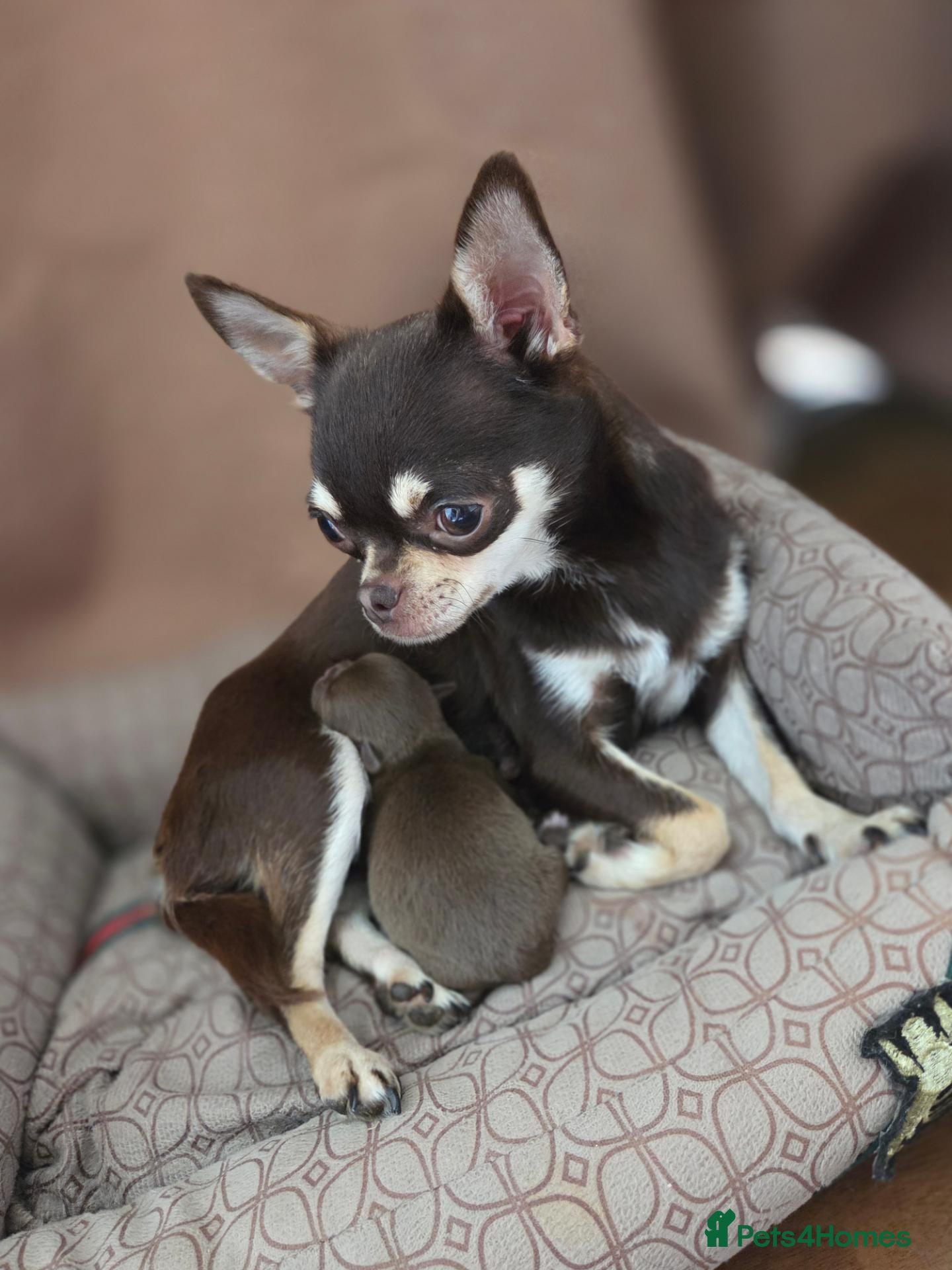 Chihuahua dogs Tiny chihuahua babies  - Advert 2