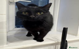 Domestic Shorthair cats for sale: Beautiful cats - Image 14