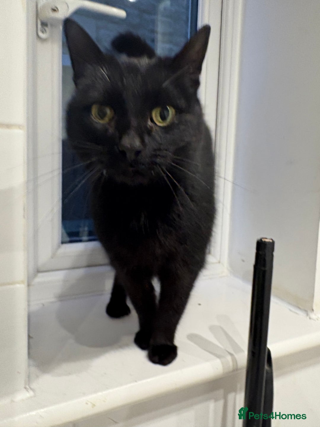 Domestic Shorthair cats for sale: Beautiful cats - Image 14