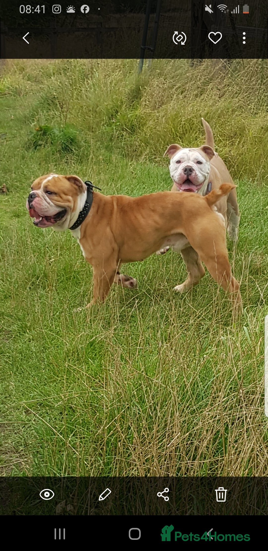 Olde English Bulldogge dogs for stud: Olde English bulldogge for stud  - Image 1