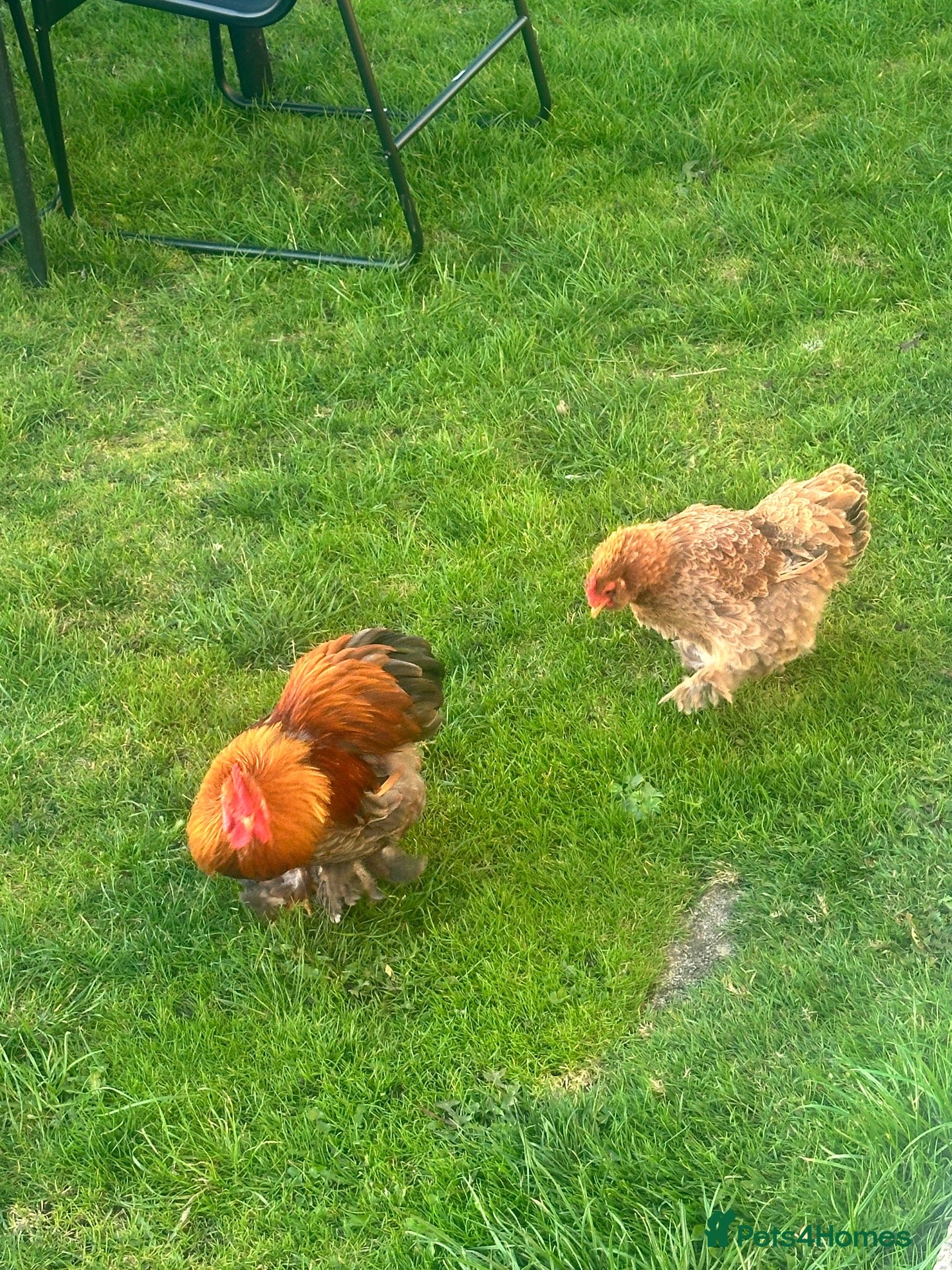 Chickens poultry Bantam hen and rooster  for sale  - Advert 22
