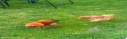 Chickens poultry for sale: Bantam hen and rooster  for sale  - Advert 1