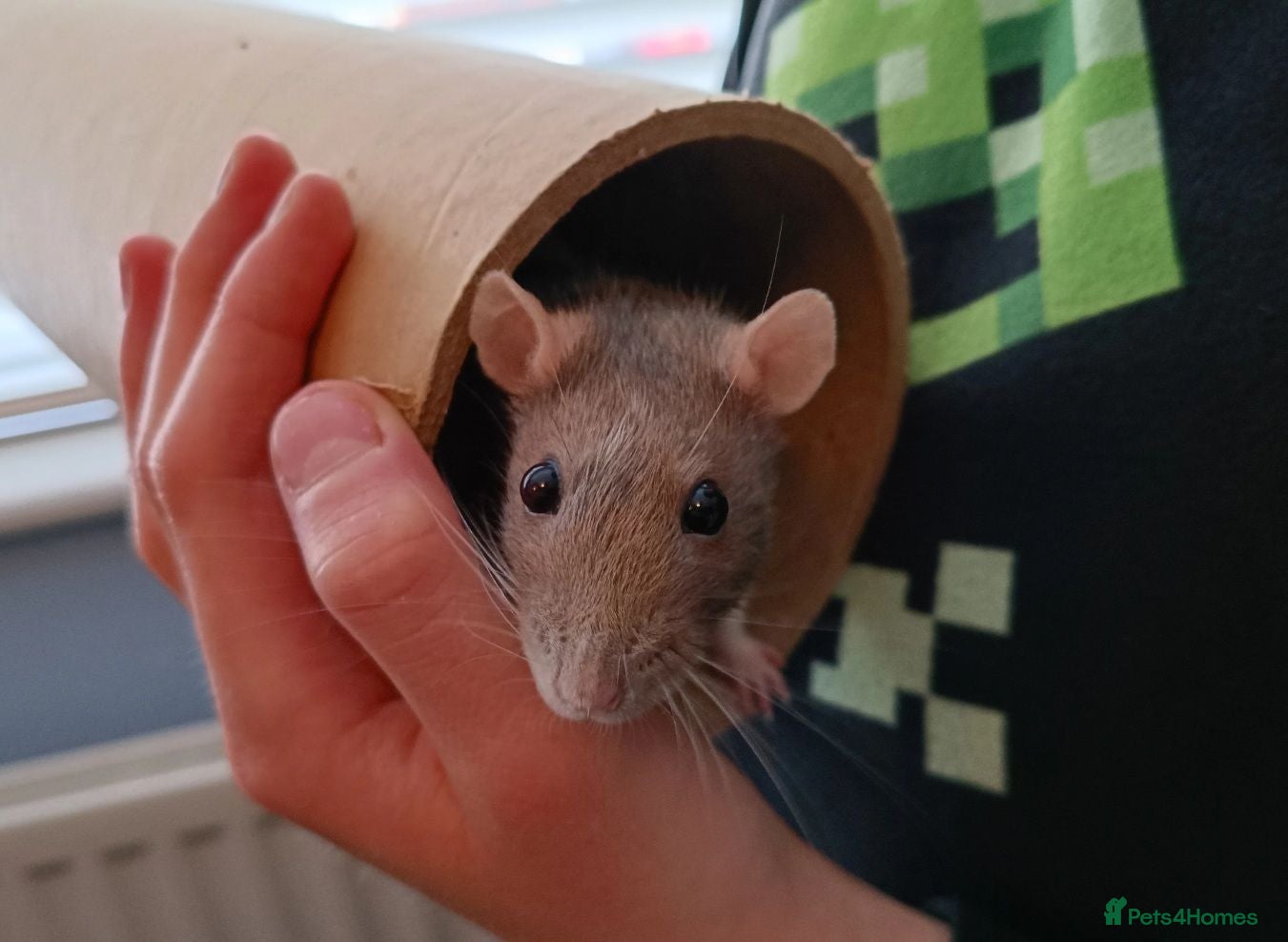 Rat rodents 3 female rats plus cages for sale - Advert 1