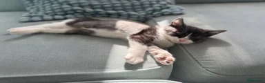 British Shorthair 2
