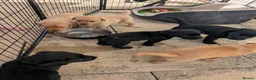 Labrador Retriever dogs for sale: Labrador puppies  in Oswestry - Advert 4