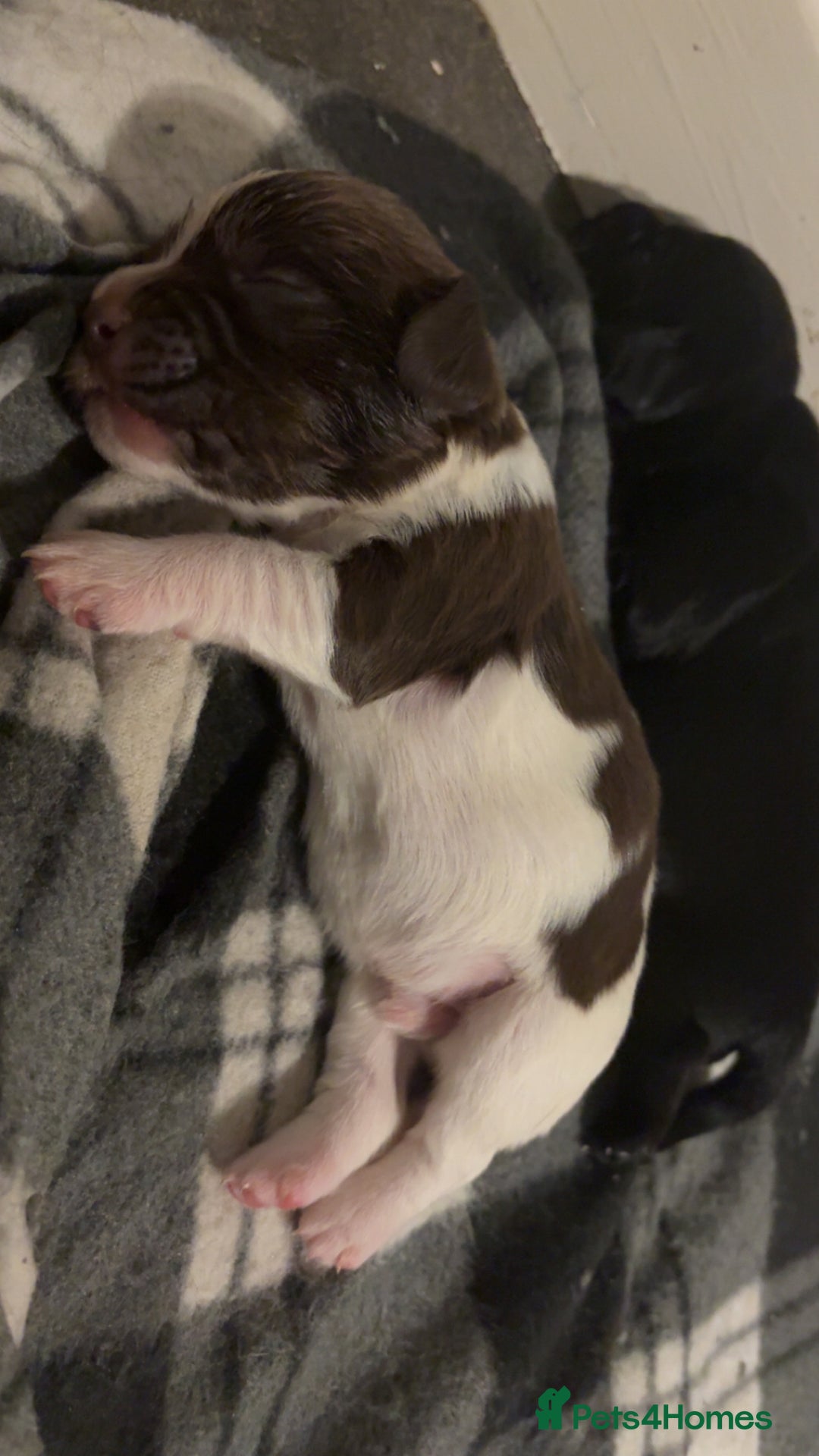 Mixed Breed dogs for sale: 5 BEAUTIFUL SPRINGER/SPROCKER PUPPIES FO SALE  - Advert 12