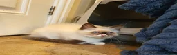 Ragdoll cats for sale: 💕Beautiful GCCF Registered Ragdoll Kittens. - Advert 13