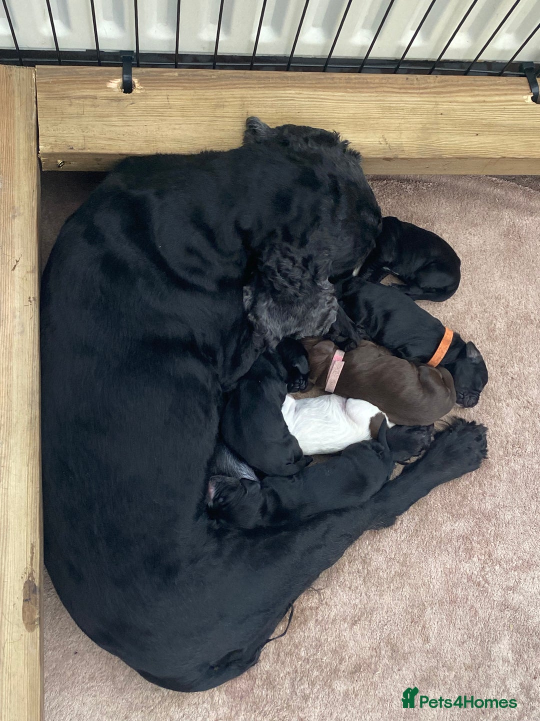 Cocker Spaniel dogs for sale: Cocker spaniels  - Advert 20