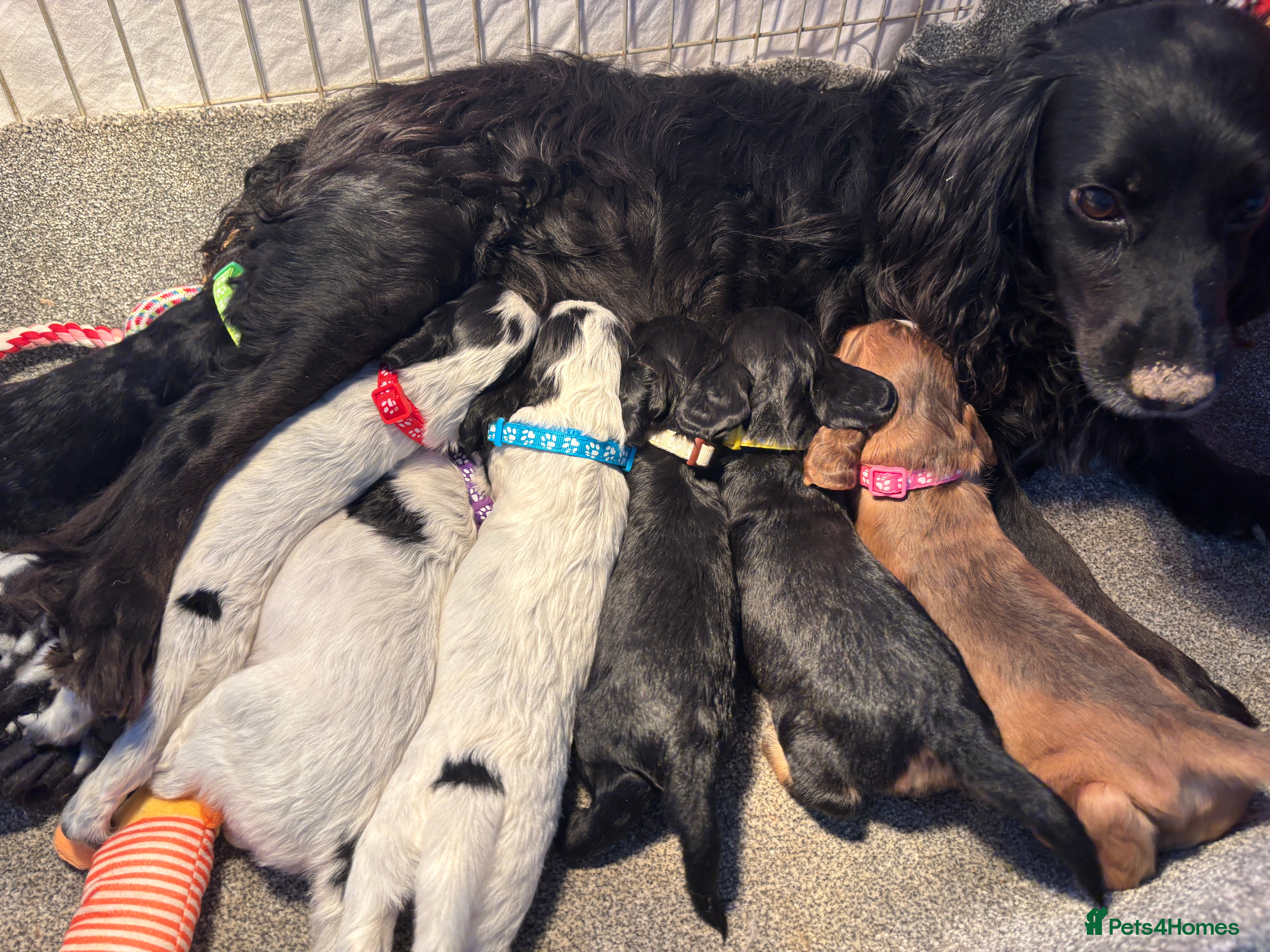 Cocker Spaniel dogs Stunning KC Quality Cocker Spaniel Puppies - Advert 3