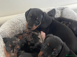 Dachshund dogs Beautiful Litter Standard Smooth Dachshunds - Advert 13