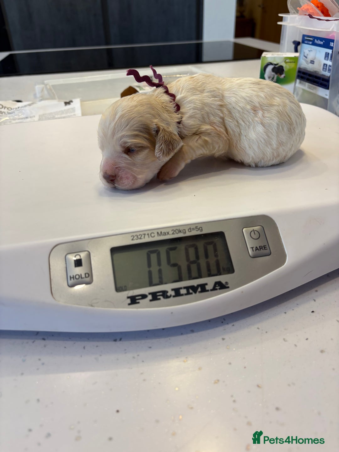 Clumber Spaniel dogs for sale: KC Clumber Spaniels  - Image 5