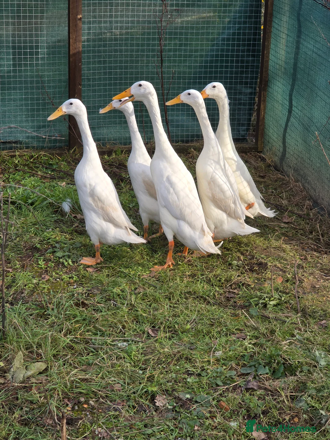 Ducks poultry for sale: Hatching Eggs  - Advert 2