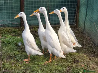 Ducks poultry Hatching Eggs - Advert 16