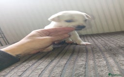 Mixed Breed dogs for sale: Patterdale mix - Image 12