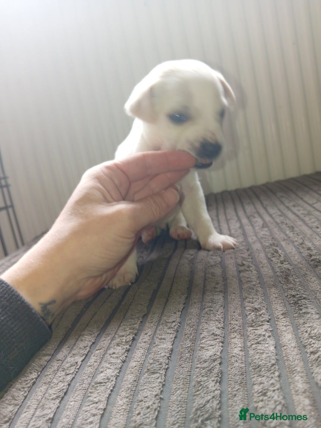 Mixed Breed dogs for sale: Patterdale mix - Image 12