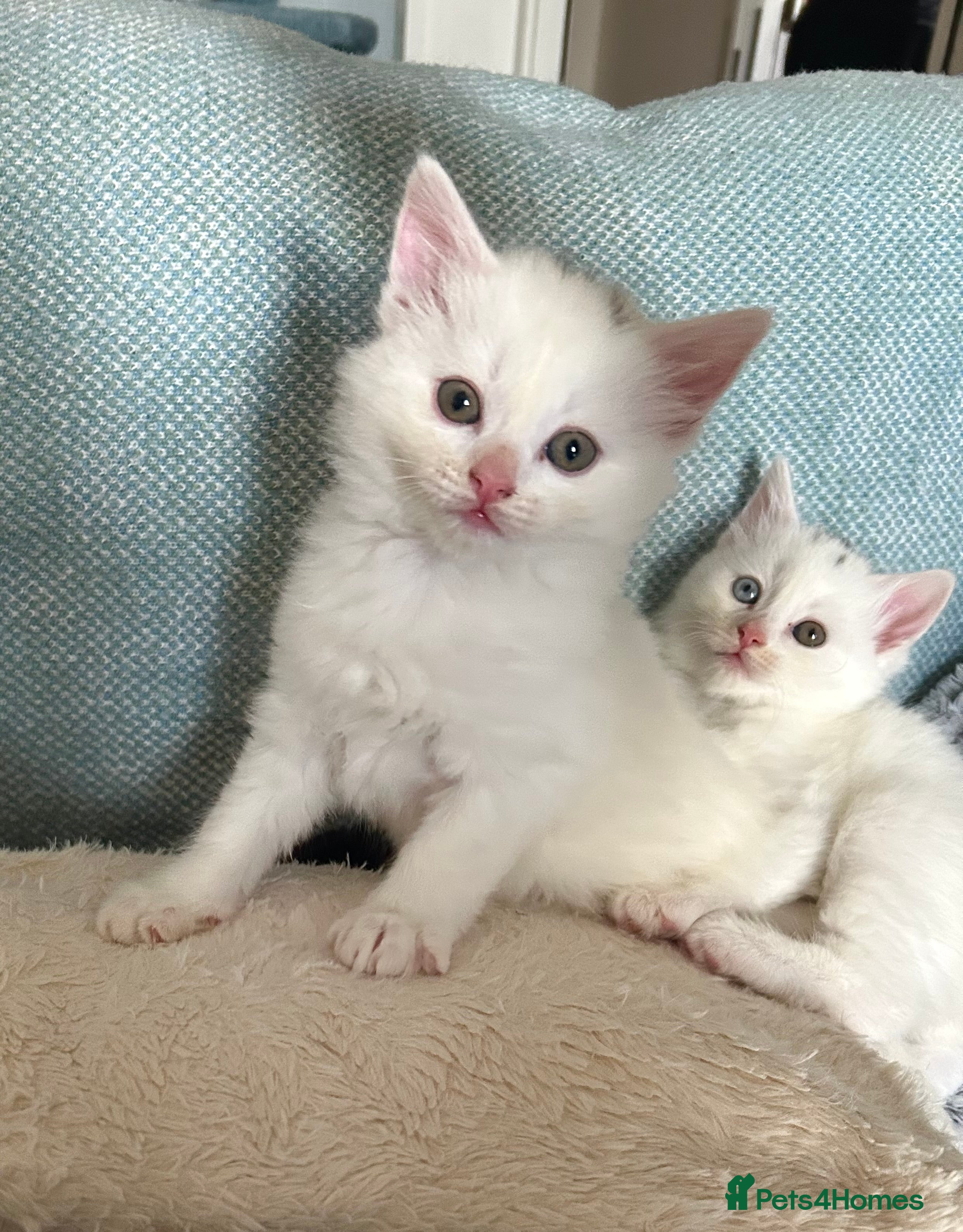 Ragdoll cats RUSSIAN DOLL kittens  - Advert 5