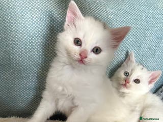 Ragdoll cats RUSSIAN DOLL kittens - Advert 6