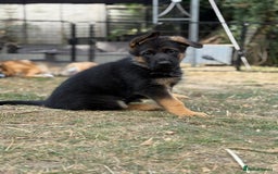 German Shepherd dogs for sale: German shepherd  - Image 4