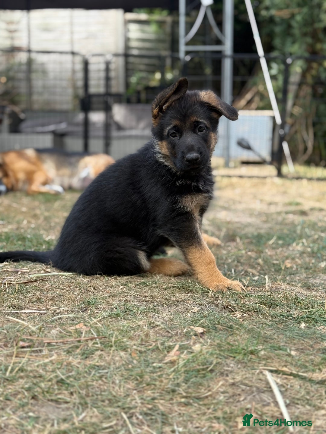 German Shepherd dogs for sale: German shepherd  - Image 4