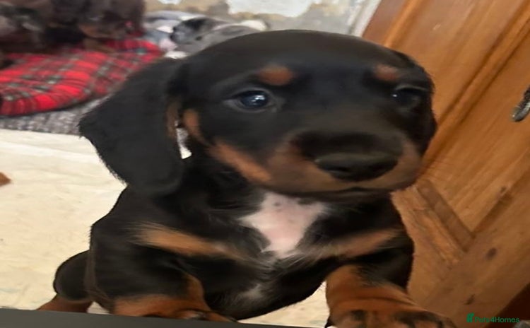 Dachshund dogs - Advert 2