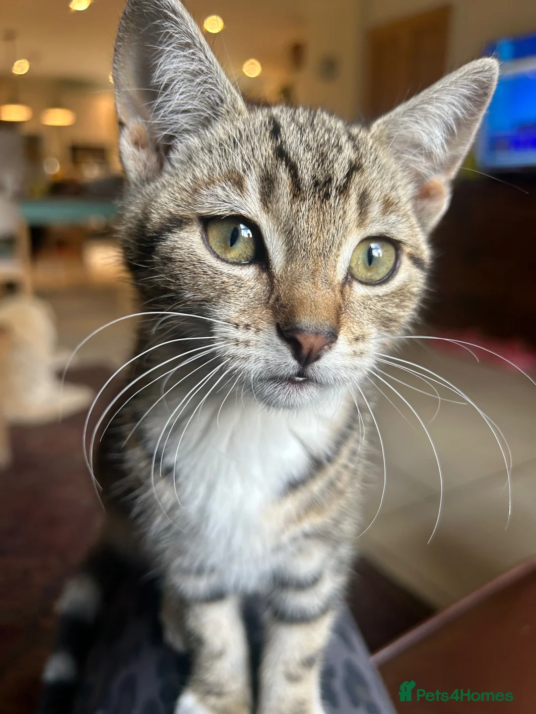 Mixed Breed cats for sale: Beautiful tabby girls  - Advert 9