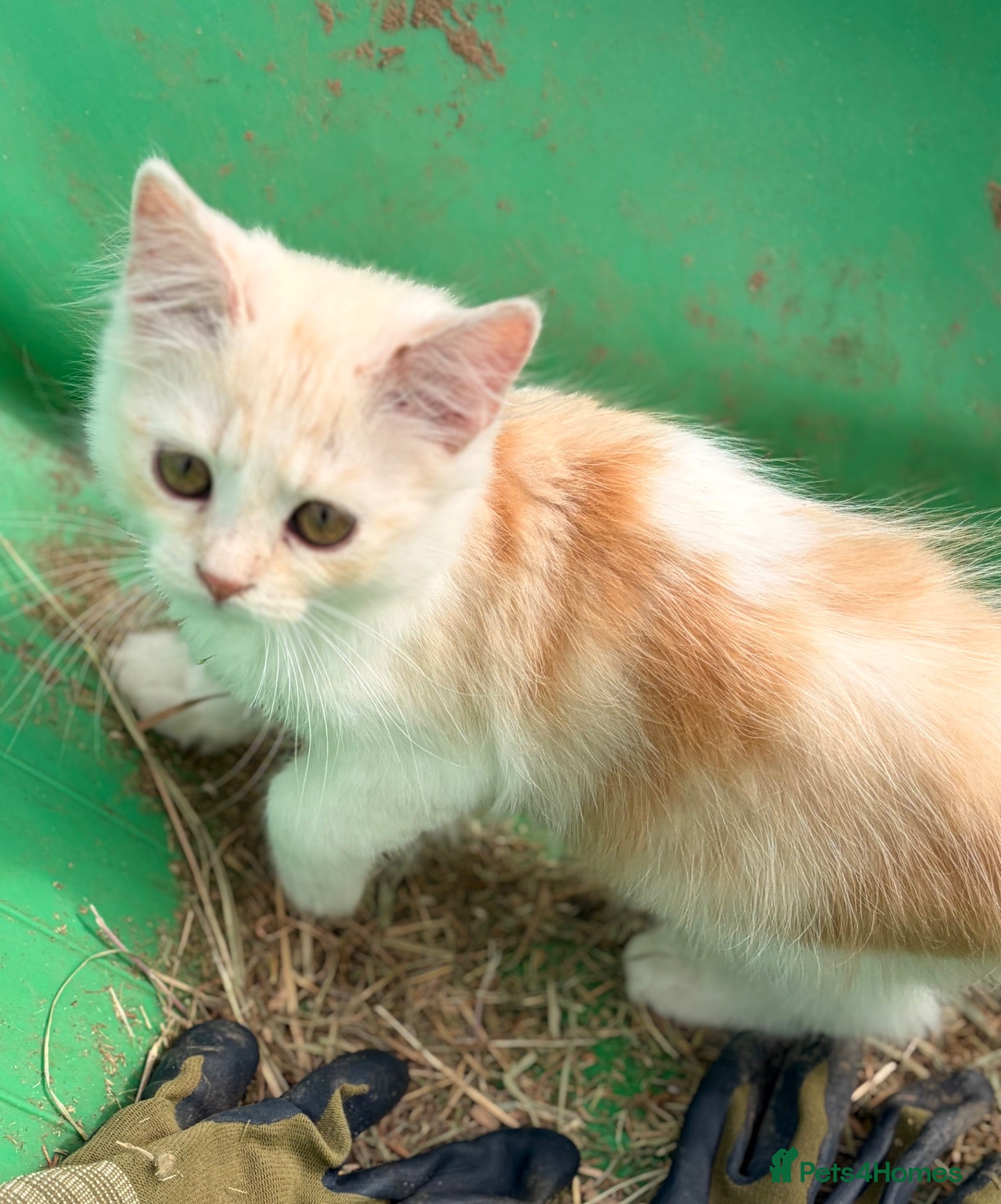 Scottish Fold cats GORGEOUS SCOTTISH FOLD X EXOTIC PERSIAN KITTENS - Advert 17