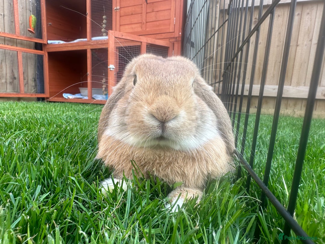 Mini Lop rabbits for sale: Mini Lop rabbit  - Image 3