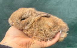 Mini Lop rabbits for sale: Pure bred baby mini lops  - Image 5