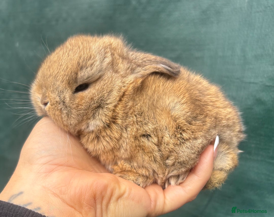 Mini Lop rabbits for sale: Pure bred baby mini lops  - Image 5