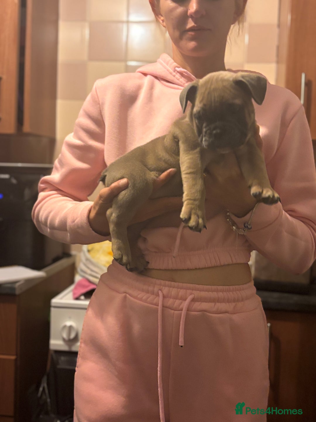 Mixed Breed dogs for sale: French bulldog x British bulldog  - Image 26