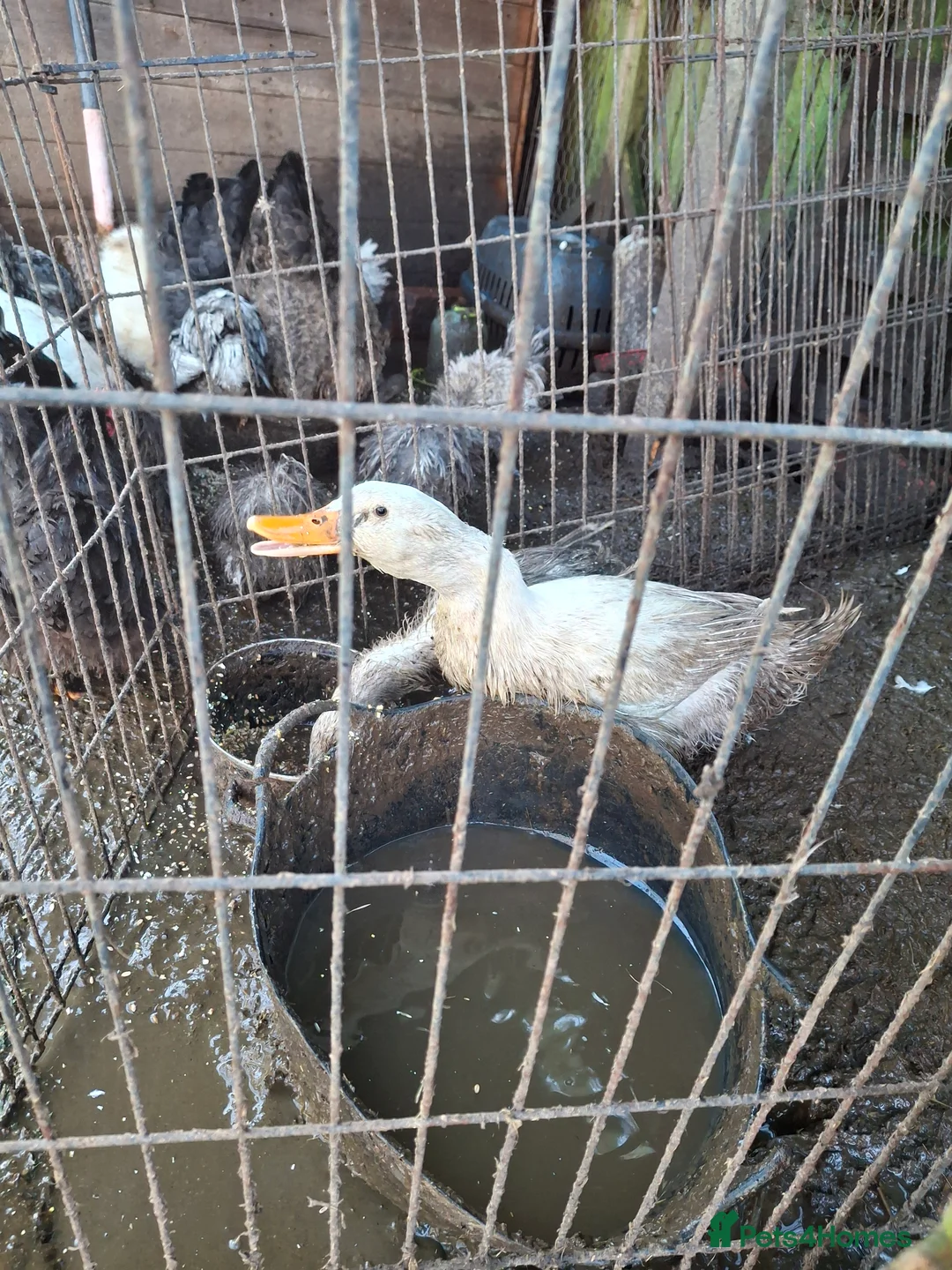 Ducks poultry for sale: Cherry valley pair of ducks  - Advert 1