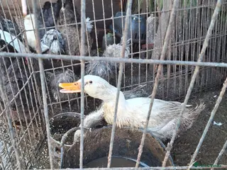 Ducks poultry Cherry valley pair of ducks - Advert 5