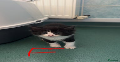 Mixed Breed cats - Advert 3